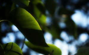 碳中和